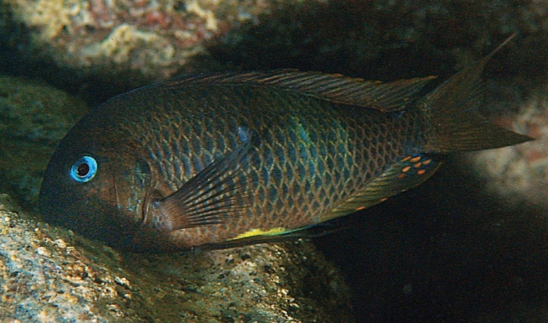 Tropheus sp. 'crescentic' Cape Caramba